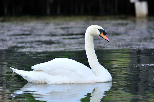 Cisne branco flutuando no lago — Fotografia de Stock