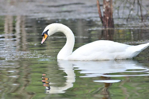 Cisne branco flutuando no lago — Fotografia de Stock