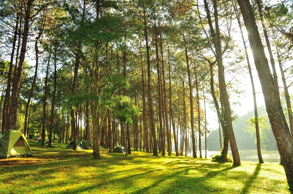 The Misty pine forest — Stock Photo, Image