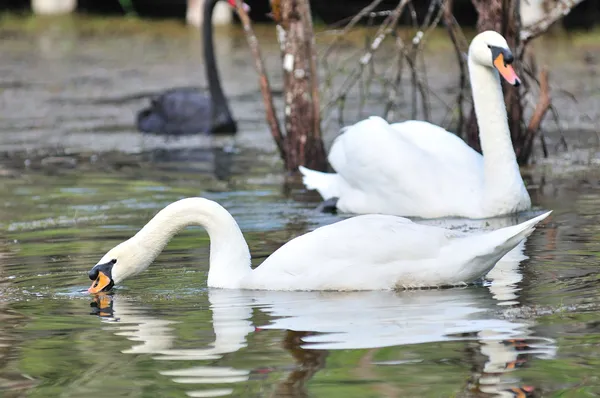 Wit-swan drijvend in lake — Stockfoto
