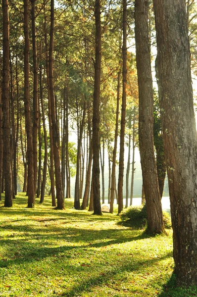 El bosque de pinos brumosos —  Fotos de Stock