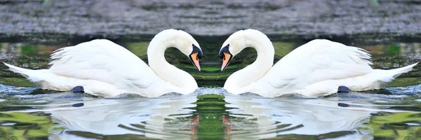 Близнюки білі лебеді плавають в озері — стокове фото