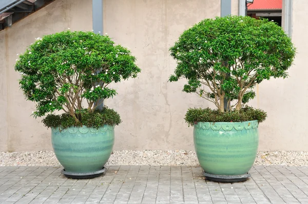 Double plant-pots — Stock Photo, Image