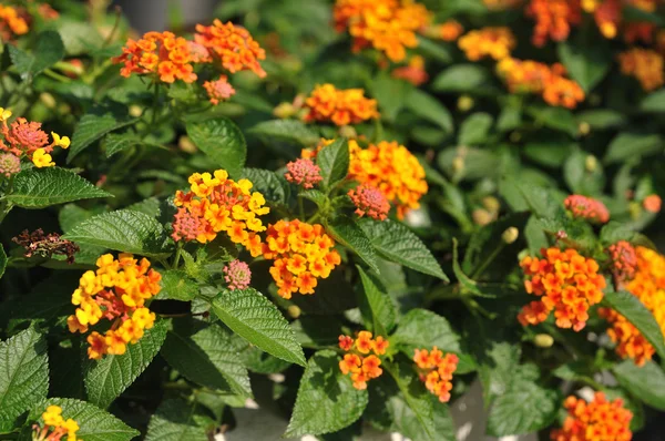 Weinende Lantanas im Garten — Stockfoto