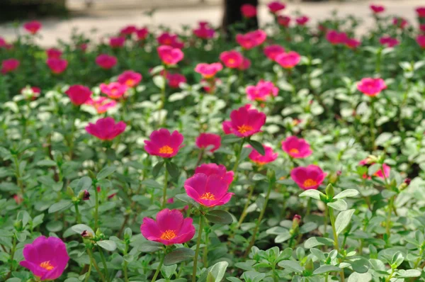 Feld von rosa Blumen — Stockfoto