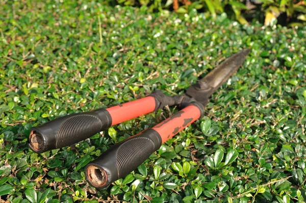 Gebrauchte Gräserschere auf Gebüsch gelegt. — Stockfoto