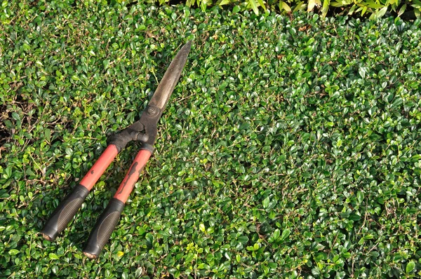 Gebrauchte Gräserschere auf Gebüsch gelegt. — Stockfoto