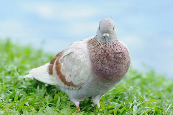 Porträt Körperbewegung Aktion Vogel des Friedens — Stockfoto