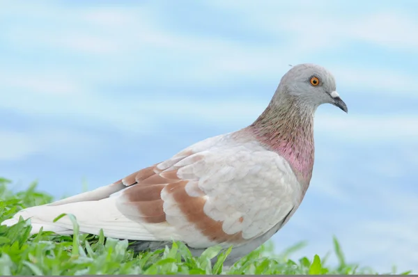 Porträt Körperbewegung Aktion Vogel des Friedens — Stockfoto