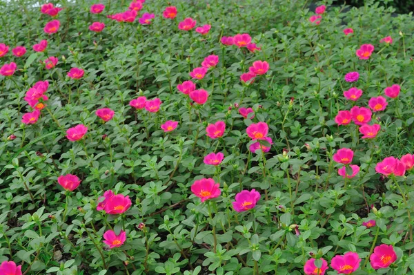 Campo de flores rosadas — Foto de Stock