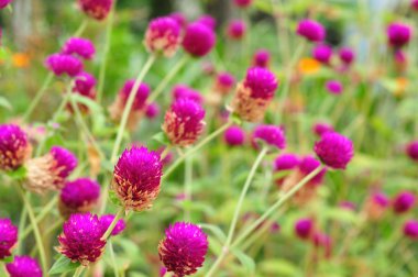 Amaranth içinde Bahçe