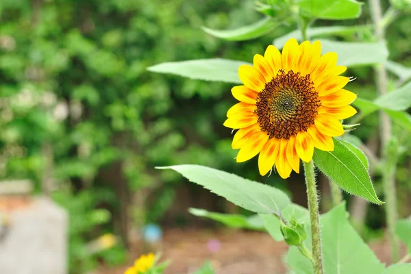 Perfekte und schöne Sonnenblume — Stockfoto