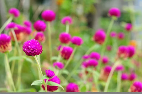 Amaranto en jardinería — Foto de Stock