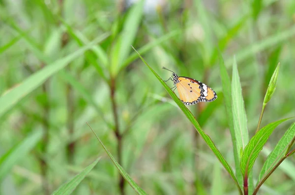 Бабочка отдыхает на траве — стоковое фото
