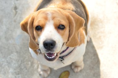 Şirin bir köpek yavrusu.