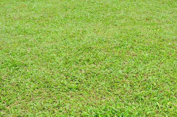 Beautiful green grass — Stock Photo, Image