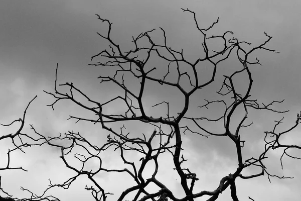 Kształt gałęzi drzewa martwe — Zdjęcie stockowe
