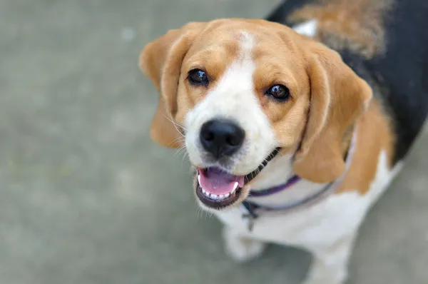Retrato lindo perrito beagle mirando hacia arriba Fotos de stock libres de derechos