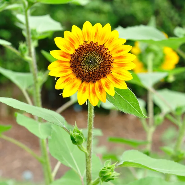 Sonnenblume im Garten. — Stockfoto