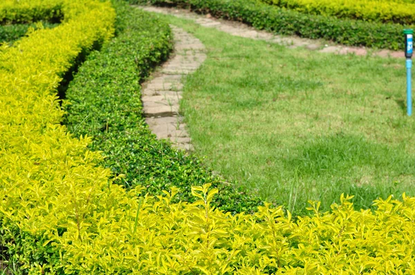 Arbustos verdes curvas — Foto de Stock