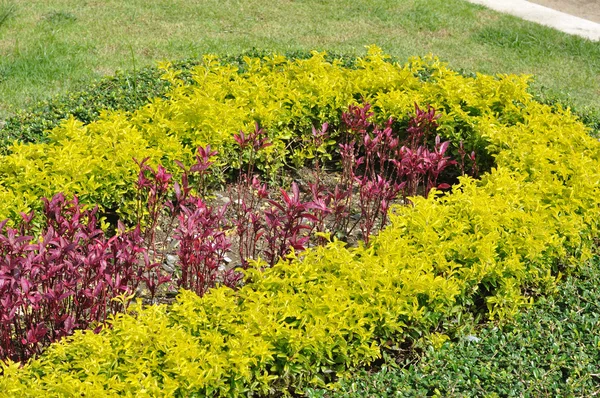 Curve green bushes — Stock Photo, Image