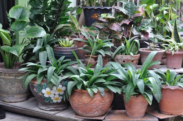 Beaucoup plante-pot pour la décoration de la maison — Photo