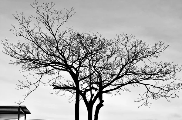 Forma dell'albero in Sillouettes — Foto Stock