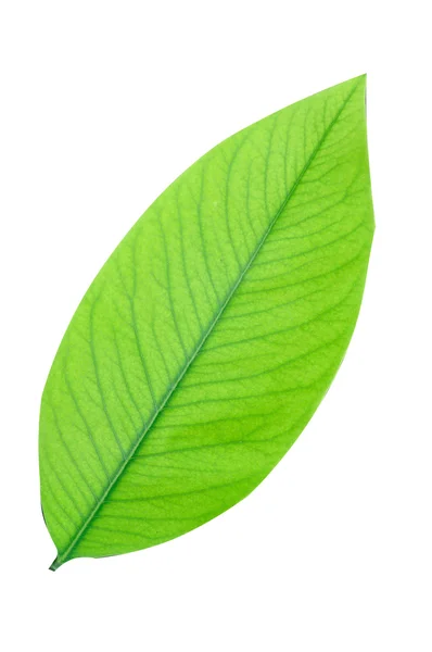 Green leaf Royalty Free Stock Images
