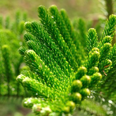 Fern siyah arka plan