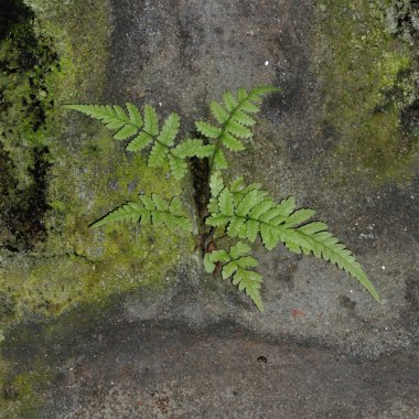 lekeli kaya eğreltiotu