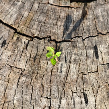 Plant growing on tree stump. clipart
