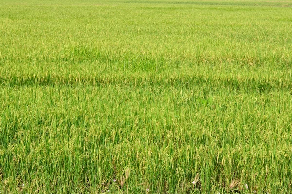 Groene rijzen veld — Stockfoto