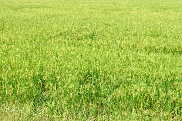 Yeşil pirinç alan — Stok fotoğraf