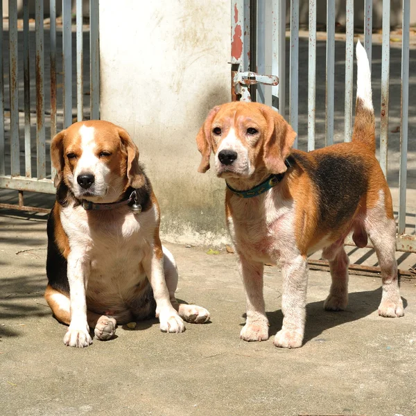 Két Beagle — Stock Fotó