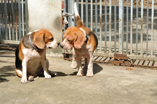 两个小猎犬 — 图库照片