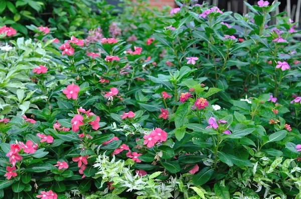 Group of beautiful flower — Stock Photo, Image