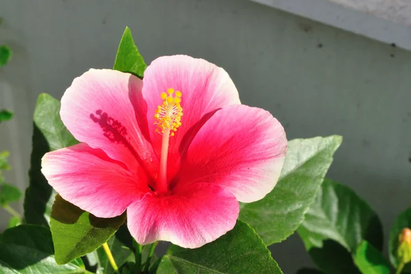 Flor de sapato rosa fresco — Fotografia de Stock