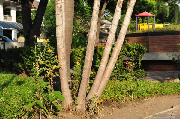Saplama ve gövde ağacı — Stok fotoğraf