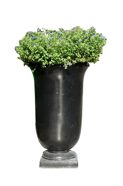 Modern plant pot — Stock Photo, Image