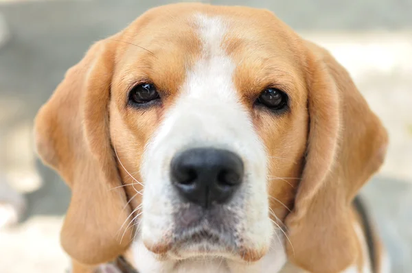 Beagle gezicht — Stockfoto