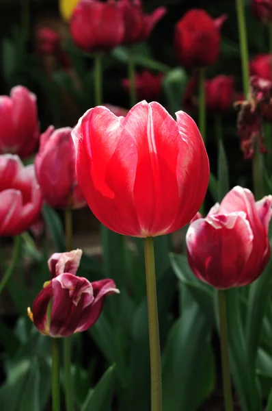 Red tulip in farm. — Stock Photo, Image