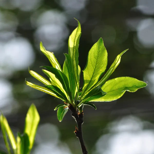 Foglie fresche — Foto Stock