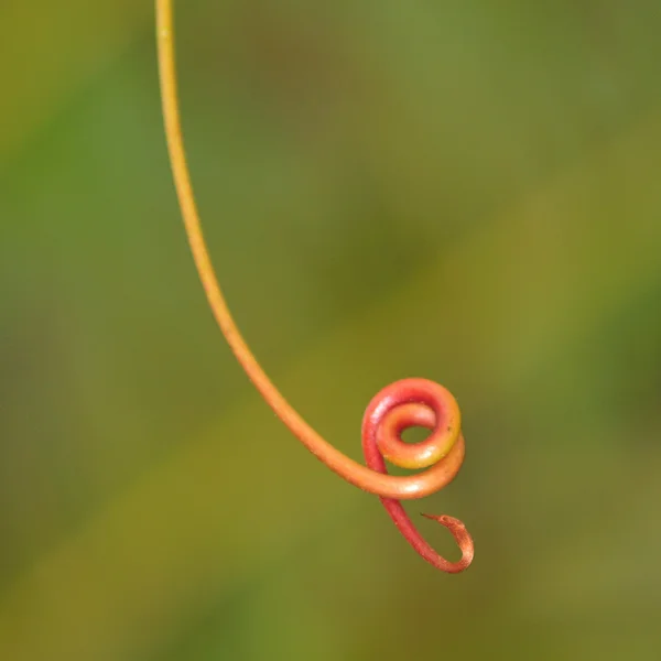 Caule de folha pequena — Fotografia de Stock