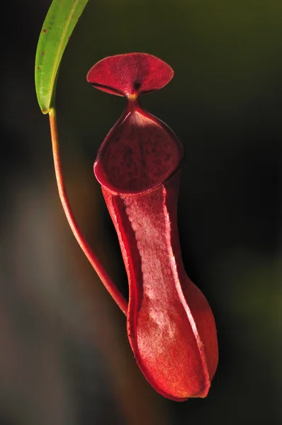 Soltero de Nepenthes ampullaria Jack —  Fotos de Stock