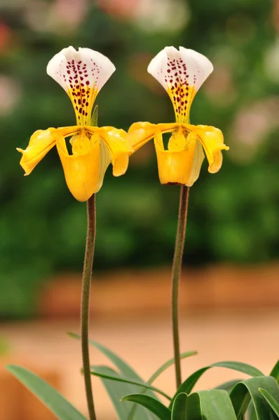 Двойные желтые женские тапочки — стоковое фото