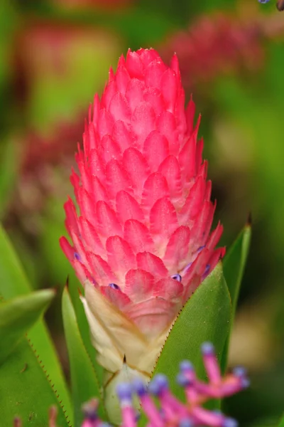 Alismatifolia růžový kurkumy. — Stock fotografie