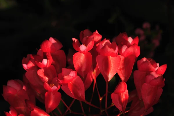 Belles fleurs bouquet rouge — Photo