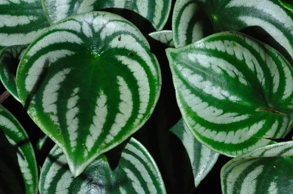Folhas verdes com textura agradável — Fotografia de Stock