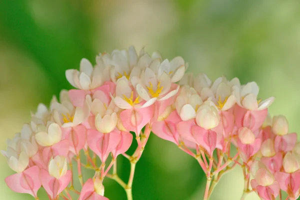 Schöner Strauß Blumen — Stockfoto