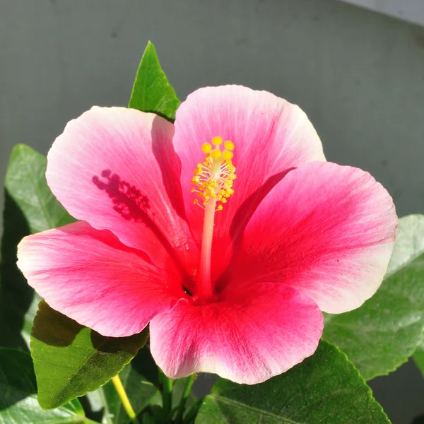 Pink Hibiscus flower — Stock Photo, Image